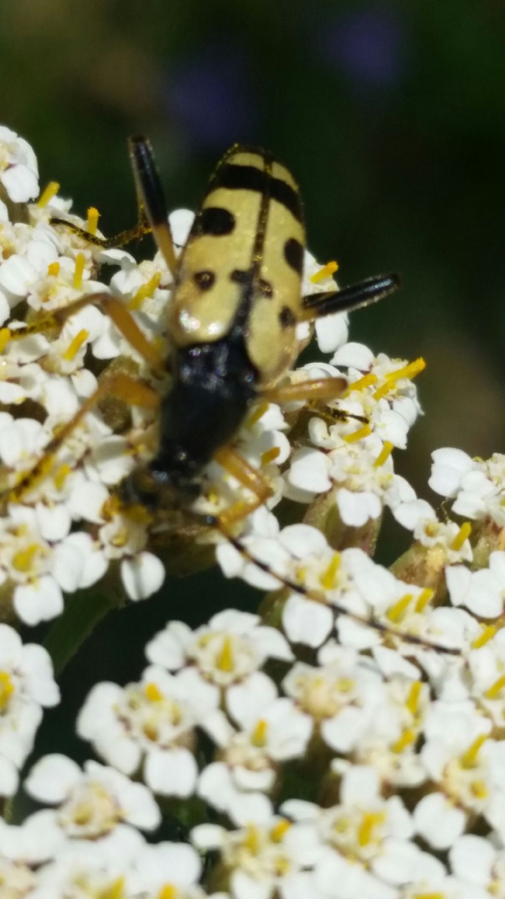 Cerambycidae: Rutpela maculata